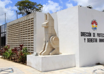 Cancún refuerza la protección animal