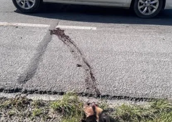 Indignación en Tulum: Muere oso hormiguero atropellado en trazo del Tren Maya