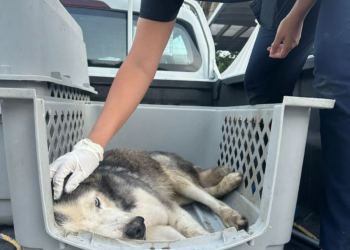 Husky abandonado en la SM 222 de Cancún no sobrevive tras rescate por maltrato animal