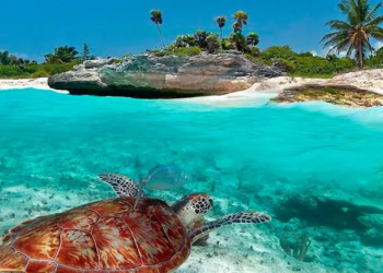 Piden proteger selva y tortugas en Xcacel-Xcacelito<div><strong style="font-family: Lato; font-size: 25.008px; letter-spacing: normal;"></strong></div> 1 Piden proteger selva y tortugas en Xcacel-Xcacelito