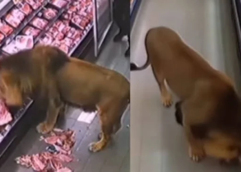 “El león de supermercado”: IA genera viral de felino comiendo carne