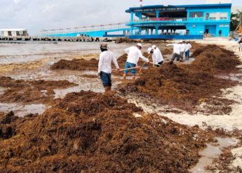 Sargazo no detiene a Playa: brigadas limpian desde el amanecer