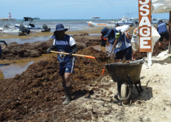 Más de 8 mil toneladas de sargazo son retirados en Playa del Carmen