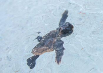Nacen las primeras tortugas marinas en Cozumel