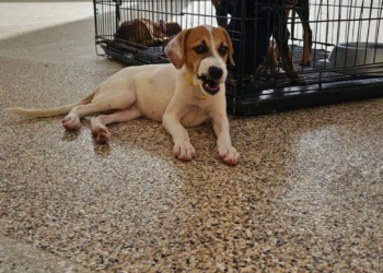 ¡Súmate al kilómetro de ternura: adopta y dona en Plaza Outlet!