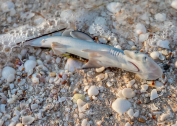 Misterio en Progreso: Aparecen 30 crías de tiburón mutiladas en playa de Yucatán 4 30 crías