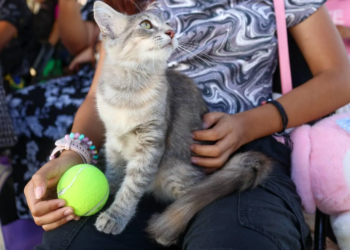 Cancún promueve esterilización gratuita de mascotas