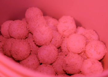 Cancún protege más de 61 mil huevos de tortuga esta temporada