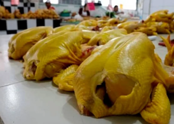 pollo
