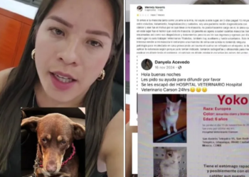 Tiktoker denuncia a clínica veterinaria en Iztapalapa por perder a perrita rescatada