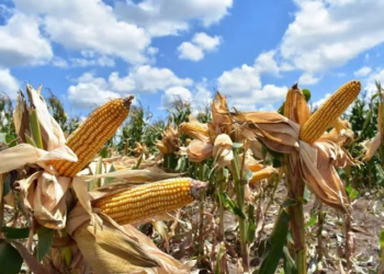 Maíz en peligro: productores se declaran en crisis tras calor extremo