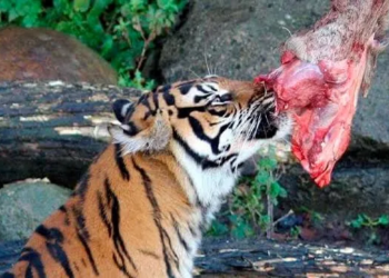 Mascotas como banquete: el zoo de Aalborg en polémica