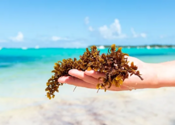 Sargazo: de amenaza ambiental a recurso pesquero nacional