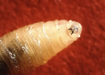 Estados Unidos confirma el primer caso humano de gusano barrenador vinculado a viaje