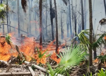 Incendio forestal en Holbox afecta 150 hectáreas; COEPROC reporta 40% de control