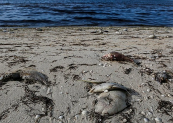 No comas mariscos: Declaran Marea Roja en Yucatán