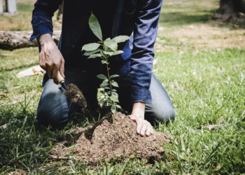 Quintana Roo pierde 12 mil hectáreas de selva al año: la deforestación supera los esfuerzos de reforestación