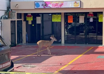 Venado de cola blanca sorprende al deambular por calles de Playa del Carmen