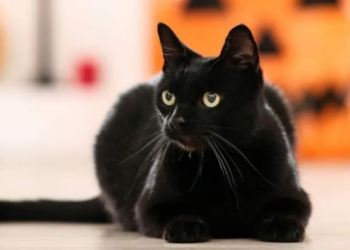 SSC alerta por aumento de rituales con maltrato animal