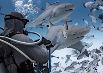 “El tiburón no es el villano del mar, es su guardián”: Ba’alché impulsa ciencia comunitaria para protegerlos en el Caribe Mexicano 1 “El tiburón no es el villano del mar, es su guardián”: Ba’alché impulsa ciencia comunitaria para protegerlos en el Caribe Mexicano