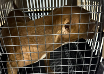 ¡Indignante! rescatan a perrita víctima de abuso en la 237