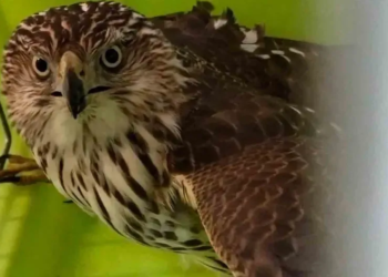 Gavilán se mete en la estación del Metro