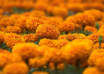 CDMX lanza campaña para reciclar cempasúchil tras el Día de Muertos