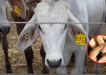 Un año sin exportar: ganado mexicano en jaque por EE.UU.