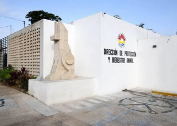 Opacidad total en el Centro de Bienestar Animal: regidor denuncia desaparición de mascotas y falta de registros oficiales