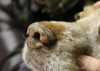 Reabrirá Centro de Bienestar Animal tras controlar brote de moquillo