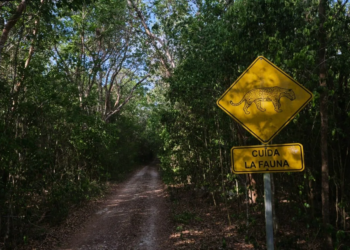 Ibanqroo defiende ubicación y monitoreo de pasos de fauna del Tren Maya