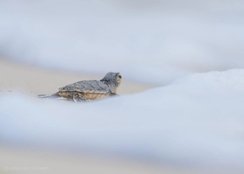 Nacimiento atípico de tortuga blanca marca cierre de año en Punta Sur