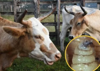 Controlan brote de gusano barrenador en Playa del Carmen con apoyo gubernamental