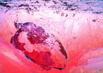 Taller de Conservación de la Tortuga Marina 2025