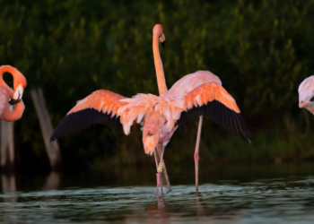Flamencos en Punta Sur confirman buen estado de humedales en Cozumel
