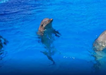 Muertes de delfines ensombrecen la experiencia turística en Dolphin Discovery Isla Mujeres