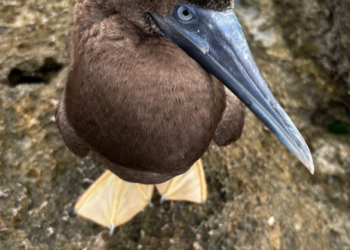 FPMC cierra el 2025 con importantes resultados en el rescate y protección de fauna silvestre