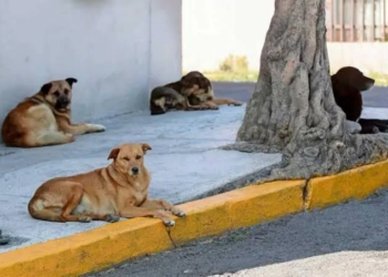 Reapertura del Centro de Bienestar Animal y nuevo hospital: avances que llegan tarde ante la sobrepoblación callejera