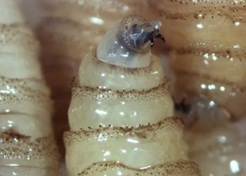 Gobierno Federal lanza operación especial para contener al gusano barrenador del ganado en tres estados