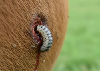 México reporta 135 casos de miasis por gusano barrenador en humanos; Chiapas concentra el 73%