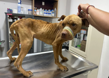 Aumentan denuncias por maltrato animal en Benito Juárez; reciben hasta 15 casos diarios