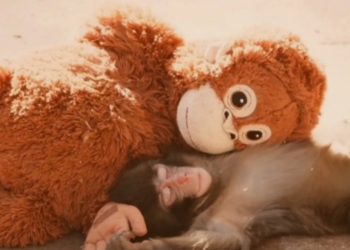 La historia que rompió el corazón de Internet: Punch, el monito que encontró consuelo en un peluche tras ser abandonado