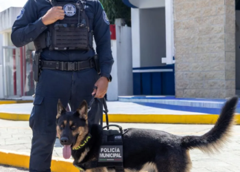 Estefanía Mercado activa brigada especial contra el maltrato animal