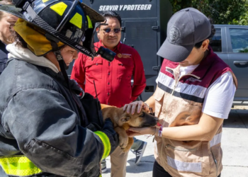 ¡Cero Tolerancia! Estefanía Mercado encabeza rescate de perrita y sus cachorros abandonados en Playa del Carmen