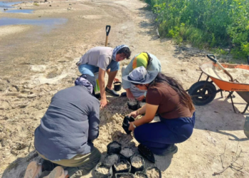 ¡Futuros guardianes! Estudiantes de Chapingo llegan a Cozumel para restaurar manglares y dunas en Punta Sur 2 Estudiantes