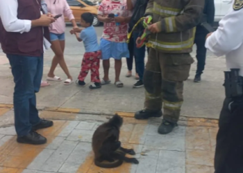 Resguardan a mono araña atropellado en avenida Bonampak de Cancún