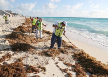 Hasta 50 toneladas de sargazo retiran en playas de Cancún tras recale masivo 5 Hasta 50 toneladas de sargazo retiran en playas de Cancún tras recale masivo