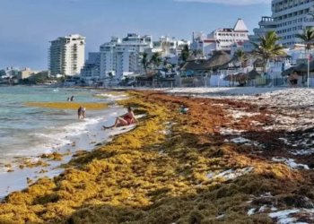 Controlado el recale sorpresivo de sargazo en playas de Cancún; recolectan 120 toneladas