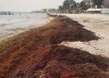 Arribo anticipado de sargazo adelantaría el cierre de la temporada en Quintana Roo