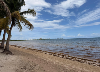 Pese a cifras récord de sargazo, gobierno mantiene estrategia de contención y sin soluciones de fondo